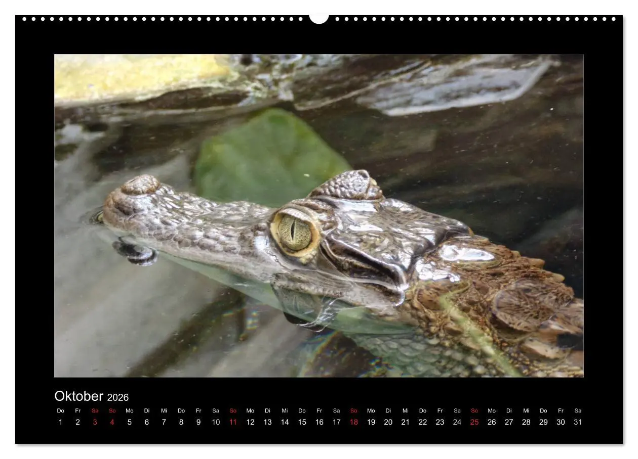 Bild: 9783516195538 | Faszinierende Reptilien (hochwertiger Premium Wandkalender 2026 DIN...