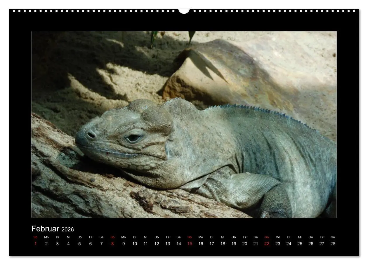 Bild: 9783516195538 | Faszinierende Reptilien (hochwertiger Premium Wandkalender 2026 DIN...