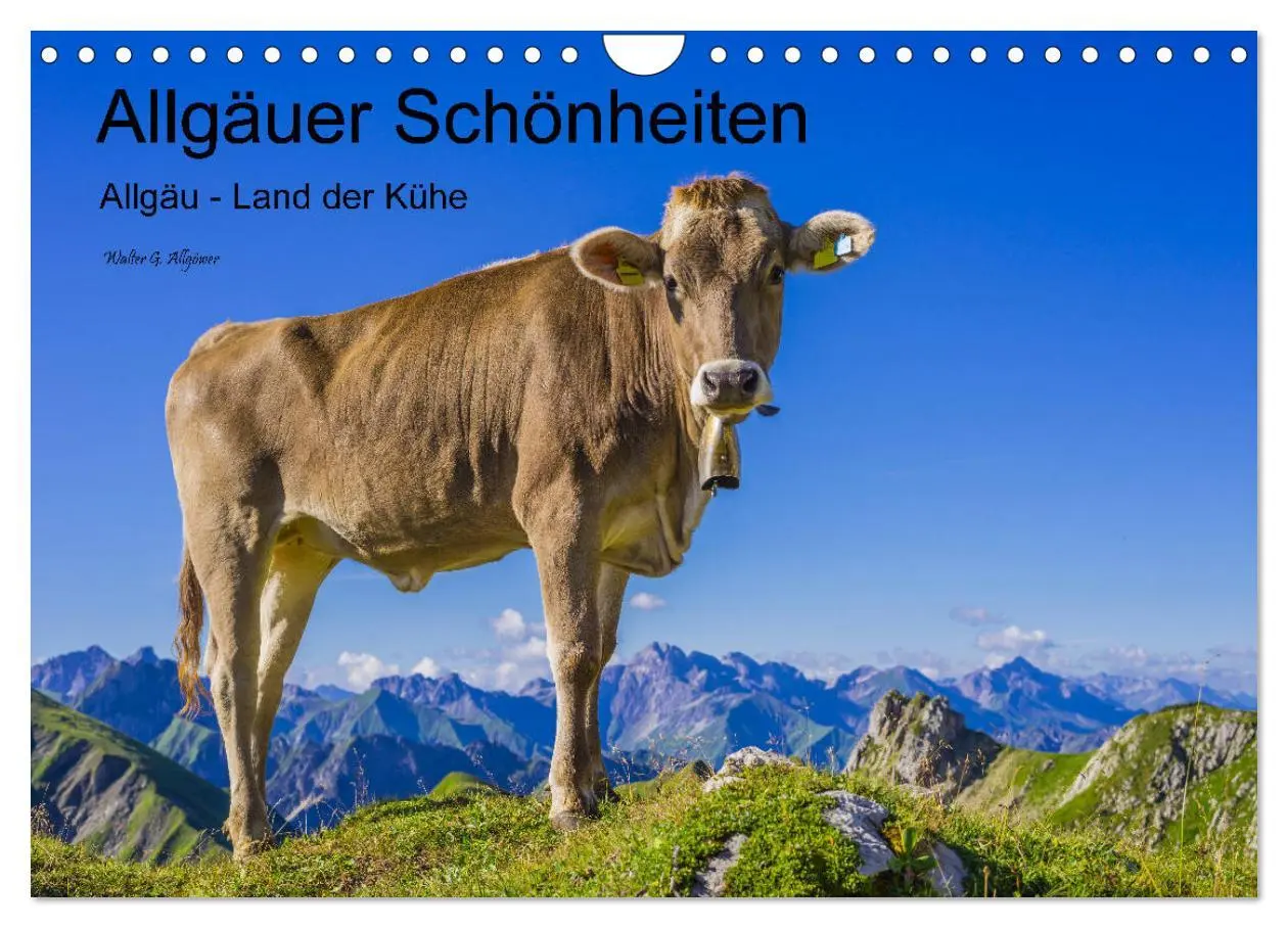 Cover: 9783457845738 | Allgäuer Schönheiten Allgäu - Land der Kühe (Wandkalender 2026 DIN...