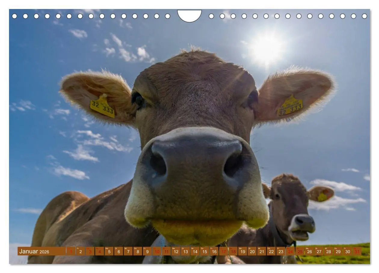 Bild: 9783457845738 | Allgäuer Schönheiten Allgäu - Land der Kühe (Wandkalender 2026 DIN...