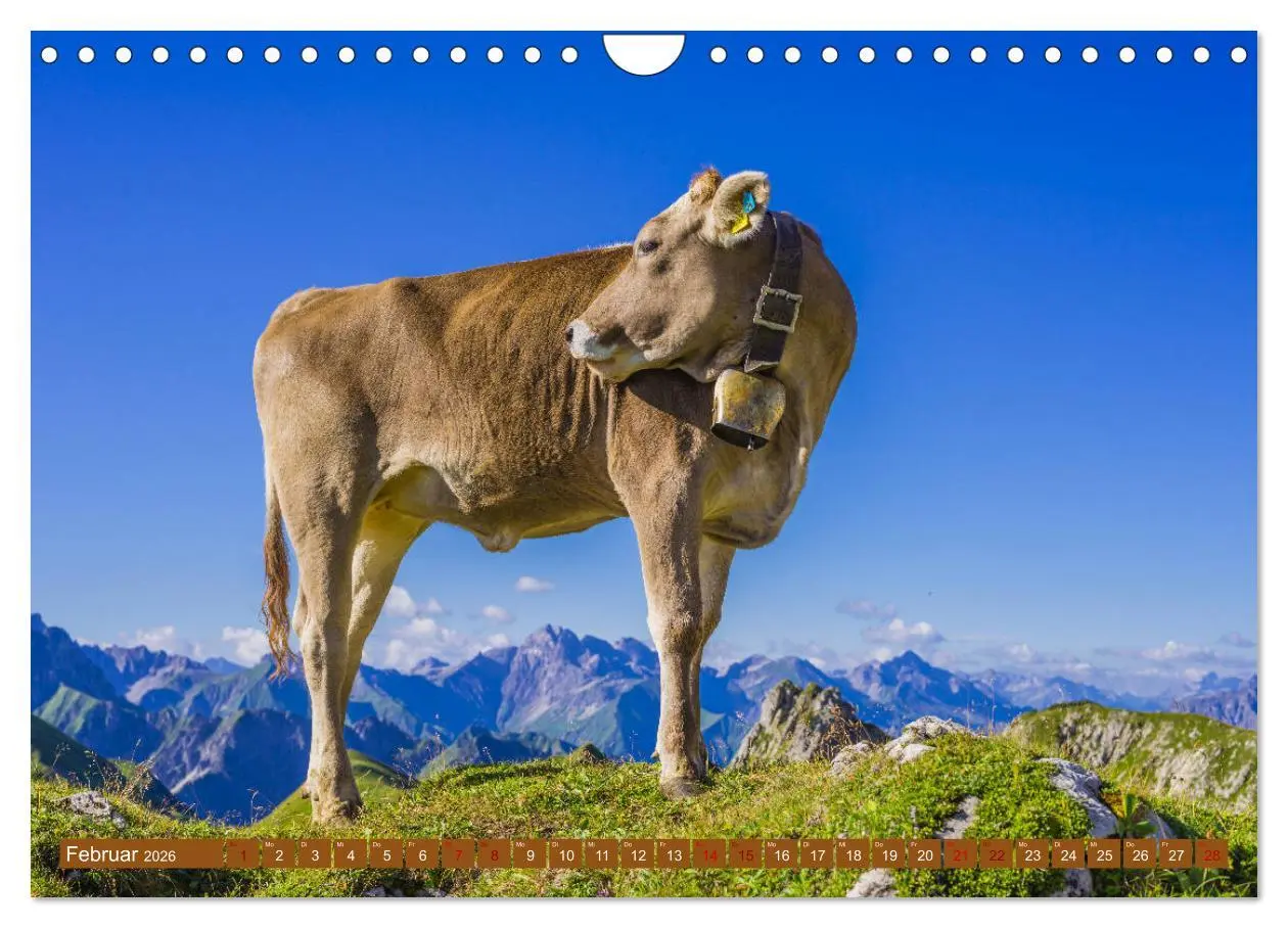 Bild: 9783457845738 | Allgäuer Schönheiten Allgäu - Land der Kühe (Wandkalender 2026 DIN...