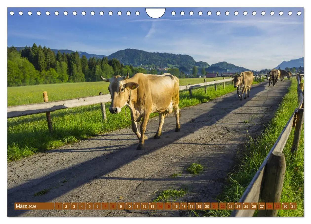 Bild: 9783457845738 | Allgäuer Schönheiten Allgäu - Land der Kühe (Wandkalender 2026 DIN...
