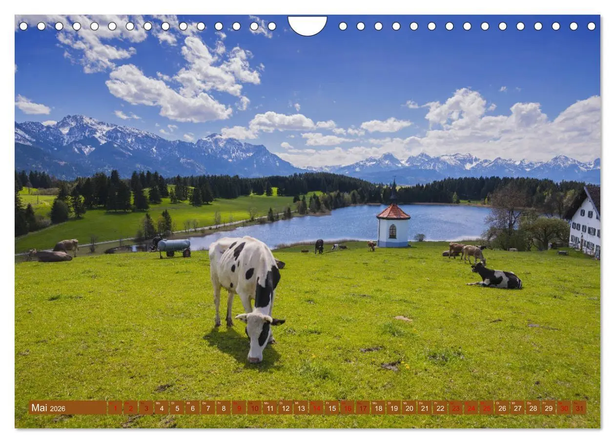 Bild: 9783457845738 | Allgäuer Schönheiten Allgäu - Land der Kühe (Wandkalender 2026 DIN...