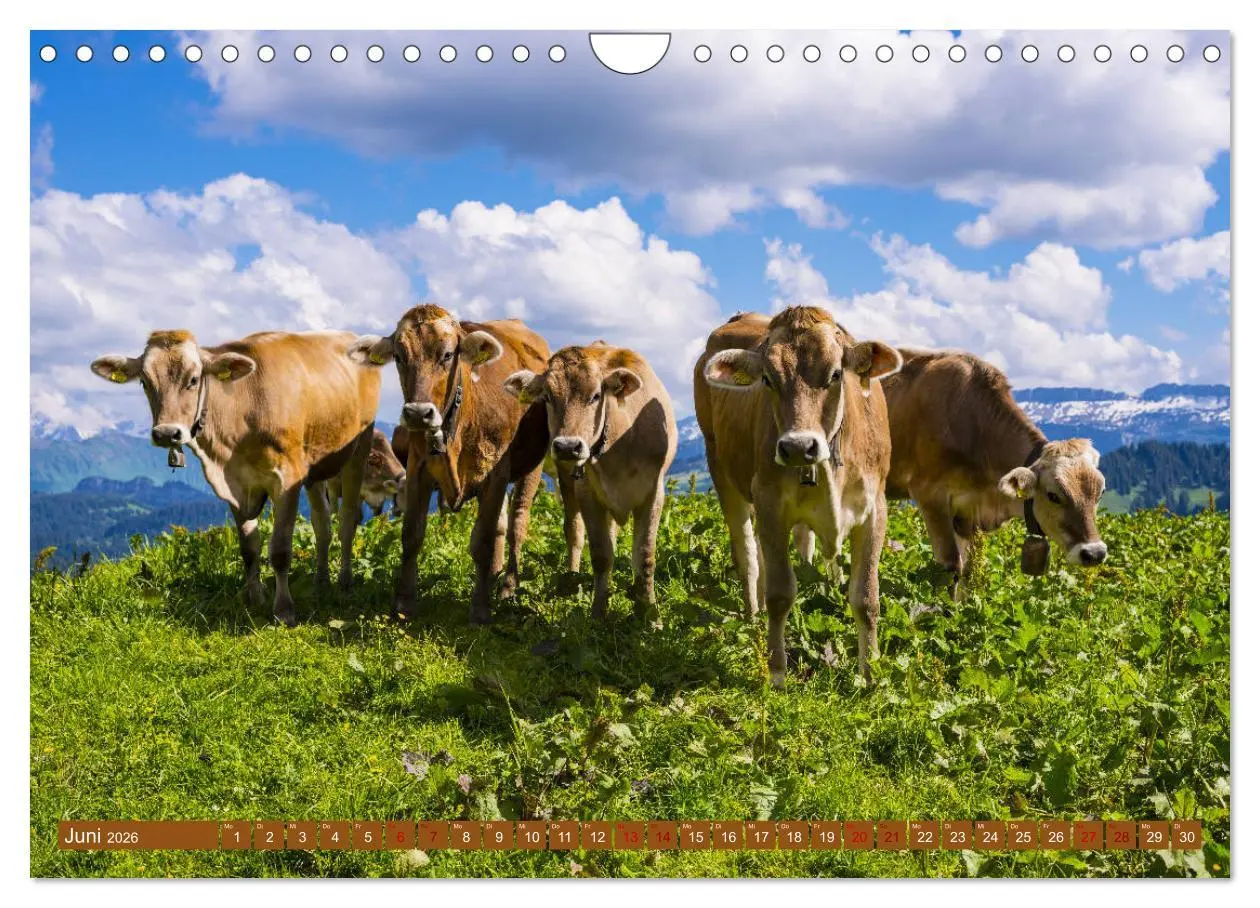 Bild: 9783457845738 | Allgäuer Schönheiten Allgäu - Land der Kühe (Wandkalender 2026 DIN...