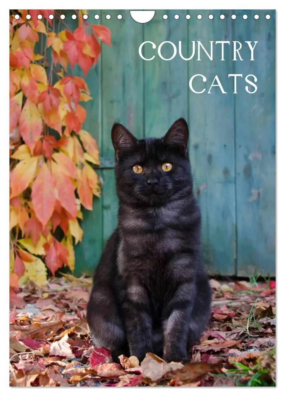 Cover: 9783516485738 | COUNTRY CATS (Wandkalender 2026 DIN A4 hoch), CALVENDO Monatskalender