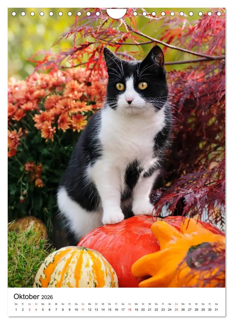Bild: 9783516485738 | COUNTRY CATS (Wandkalender 2026 DIN A4 hoch), CALVENDO Monatskalender