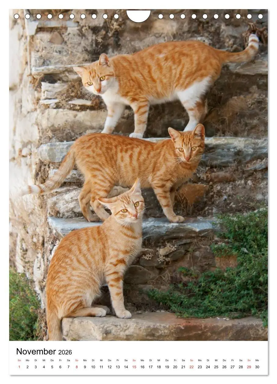 Bild: 9783516485738 | COUNTRY CATS (Wandkalender 2026 DIN A4 hoch), CALVENDO Monatskalender