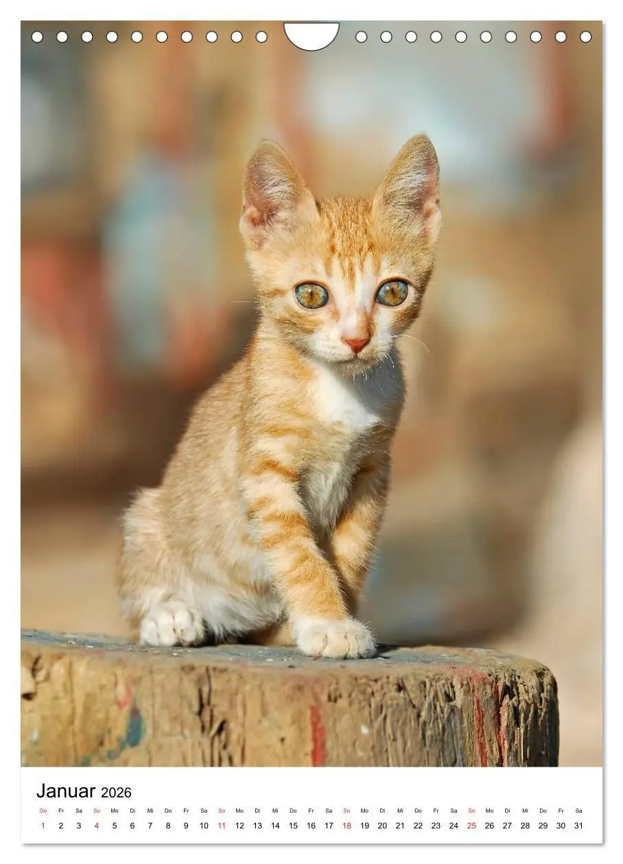 Bild: 9783516485738 | COUNTRY CATS (Wandkalender 2026 DIN A4 hoch), CALVENDO Monatskalender