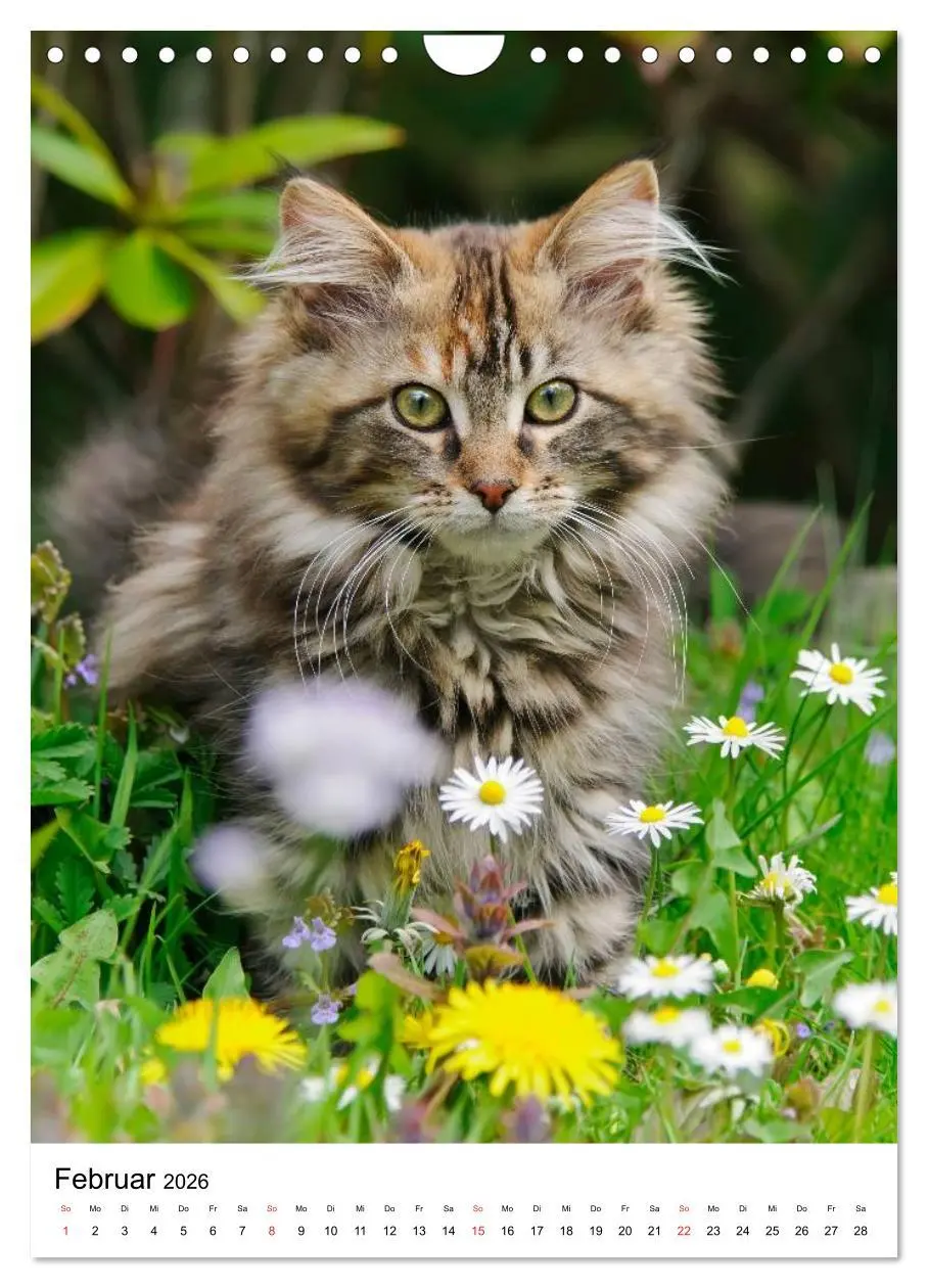 Bild: 9783516485738 | COUNTRY CATS (Wandkalender 2026 DIN A4 hoch), CALVENDO Monatskalender