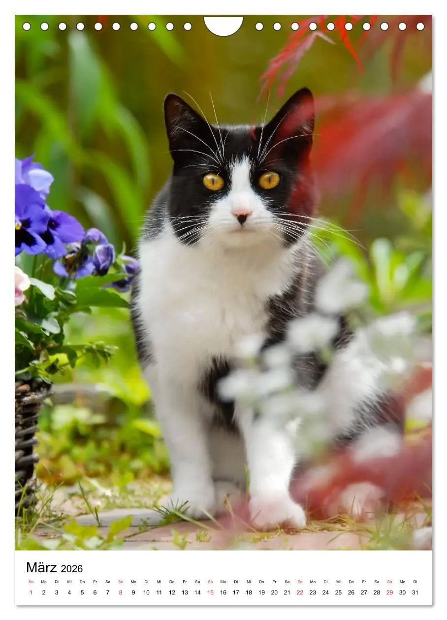 Bild: 9783516485738 | COUNTRY CATS (Wandkalender 2026 DIN A4 hoch), CALVENDO Monatskalender