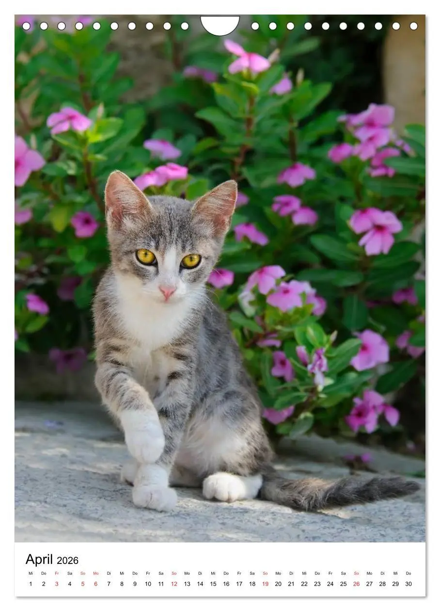 Bild: 9783516485738 | COUNTRY CATS (Wandkalender 2026 DIN A4 hoch), CALVENDO Monatskalender