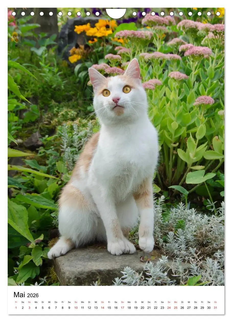 Bild: 9783516485738 | COUNTRY CATS (Wandkalender 2026 DIN A4 hoch), CALVENDO Monatskalender
