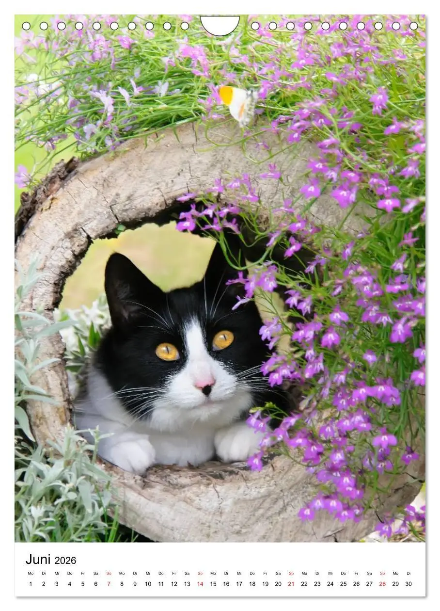 Bild: 9783516485738 | COUNTRY CATS (Wandkalender 2026 DIN A4 hoch), CALVENDO Monatskalender