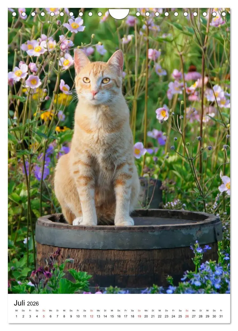 Bild: 9783516485738 | COUNTRY CATS (Wandkalender 2026 DIN A4 hoch), CALVENDO Monatskalender