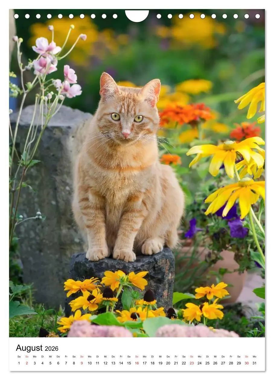Bild: 9783516485738 | COUNTRY CATS (Wandkalender 2026 DIN A4 hoch), CALVENDO Monatskalender