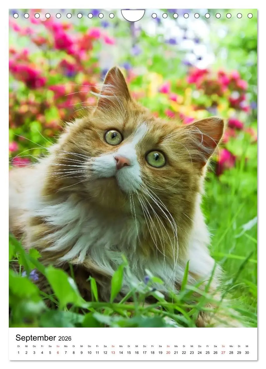 Bild: 9783516485738 | COUNTRY CATS (Wandkalender 2026 DIN A4 hoch), CALVENDO Monatskalender