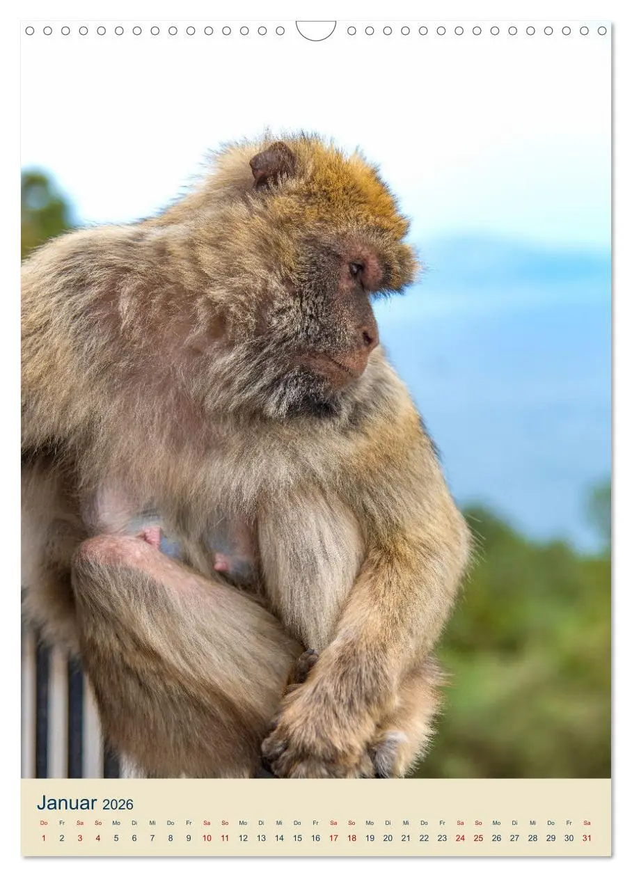 Bild: 9783516305838 | Gibraltar - Die Heimat der Berberaffen auf dem Rock (Wandkalender...