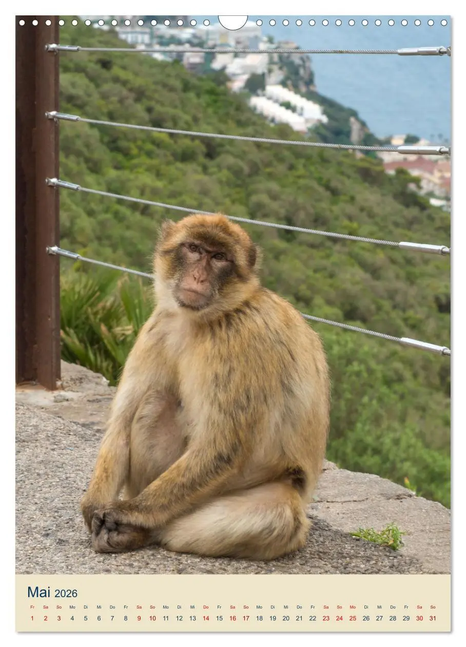 Bild: 9783516305838 | Gibraltar - Die Heimat der Berberaffen auf dem Rock (Wandkalender...