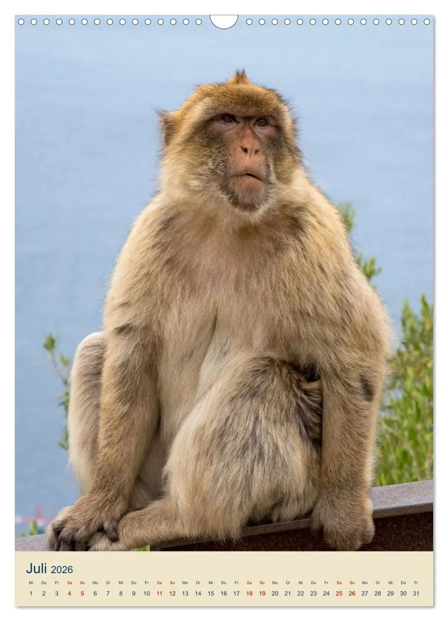 Bild: 9783516305838 | Gibraltar - Die Heimat der Berberaffen auf dem Rock (Wandkalender...