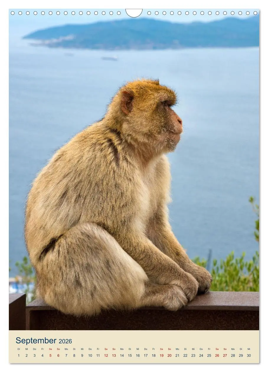 Bild: 9783516305838 | Gibraltar - Die Heimat der Berberaffen auf dem Rock (Wandkalender...