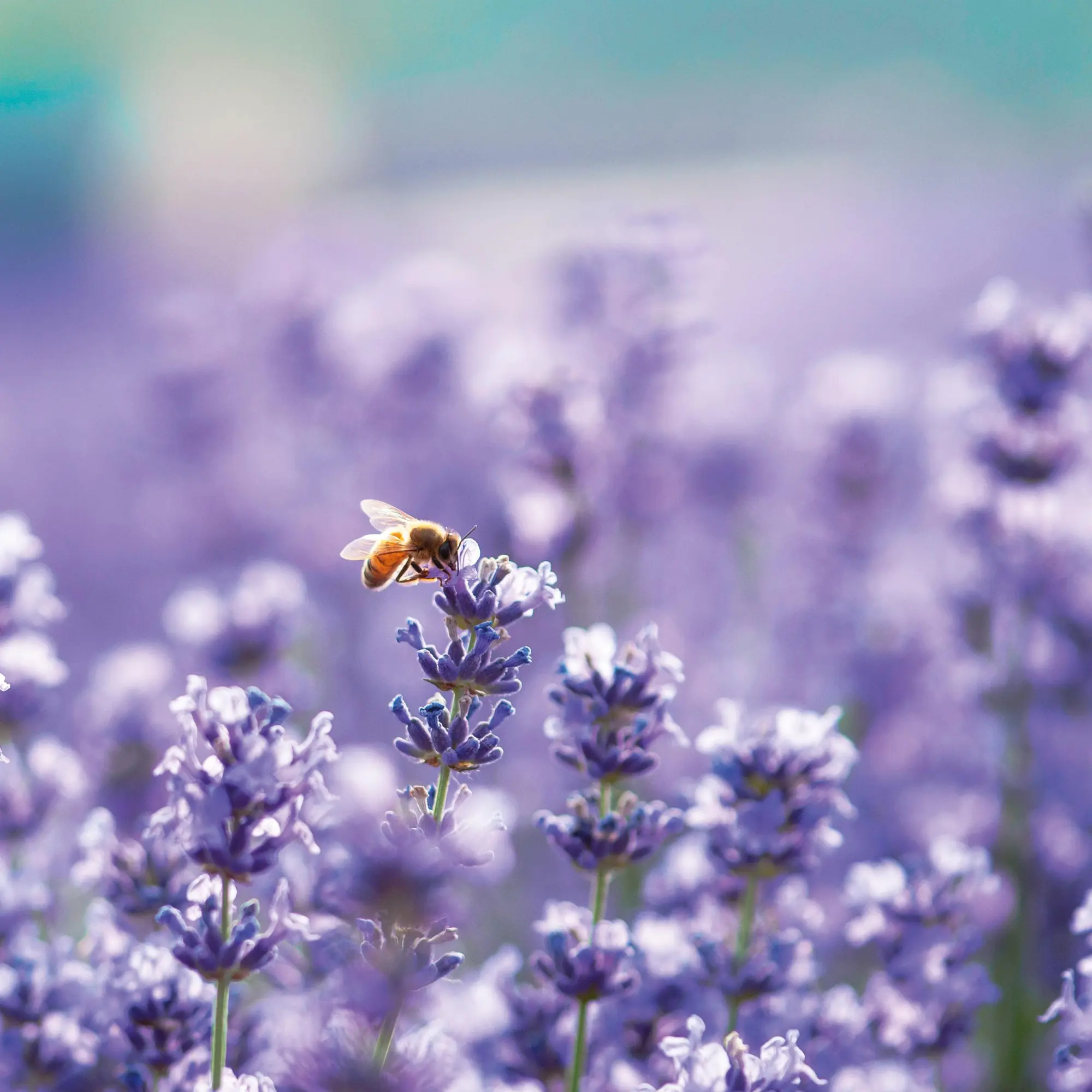 Bild: 9783959296038 | Bienen 2026 | Kalender 2026 | Kalender | Artwork Edition | 28 S.