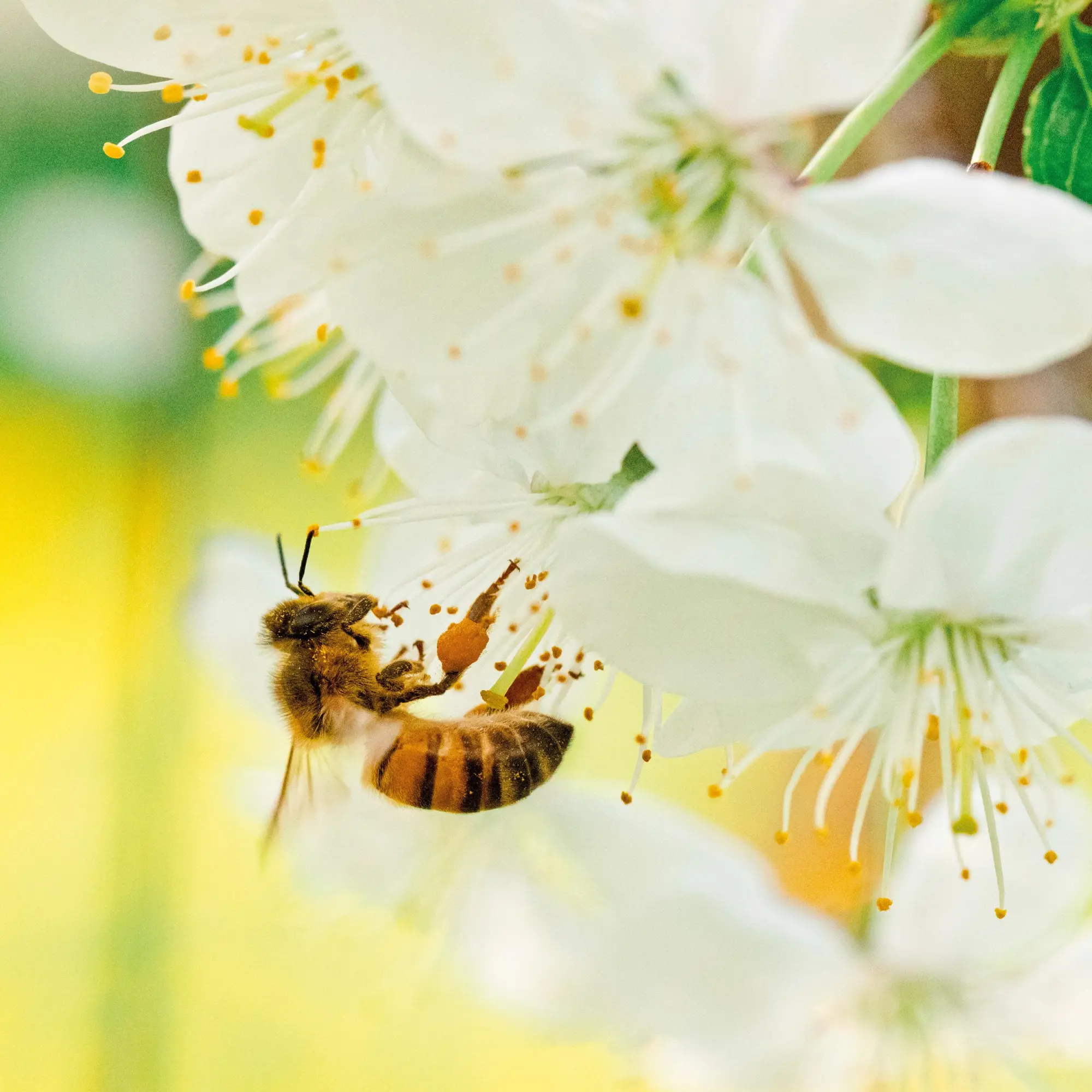Bild: 9783959296038 | Bienen 2026 | Kalender 2026 | Kalender | Artwork Edition | 28 S.