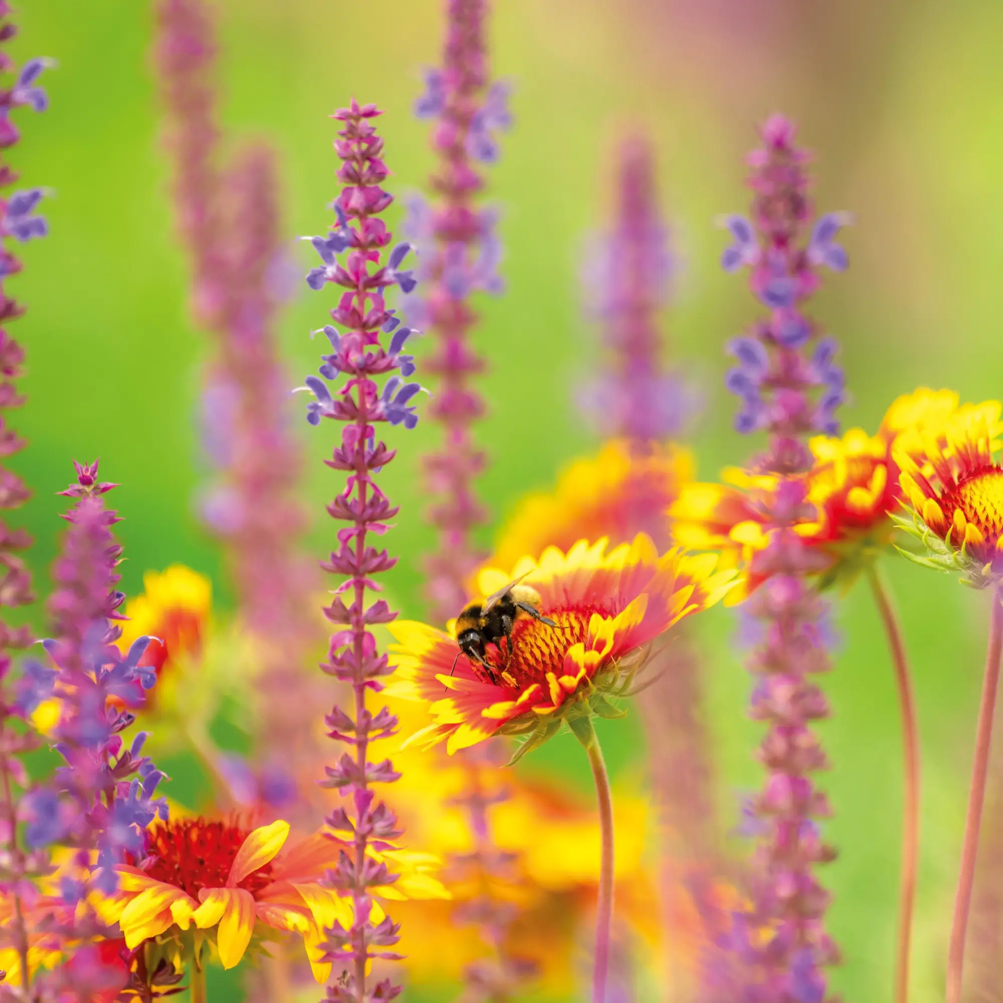 Bild: 9783959296038 | Bienen 2026 | Kalender 2026 | Kalender | Artwork Edition | 28 S.