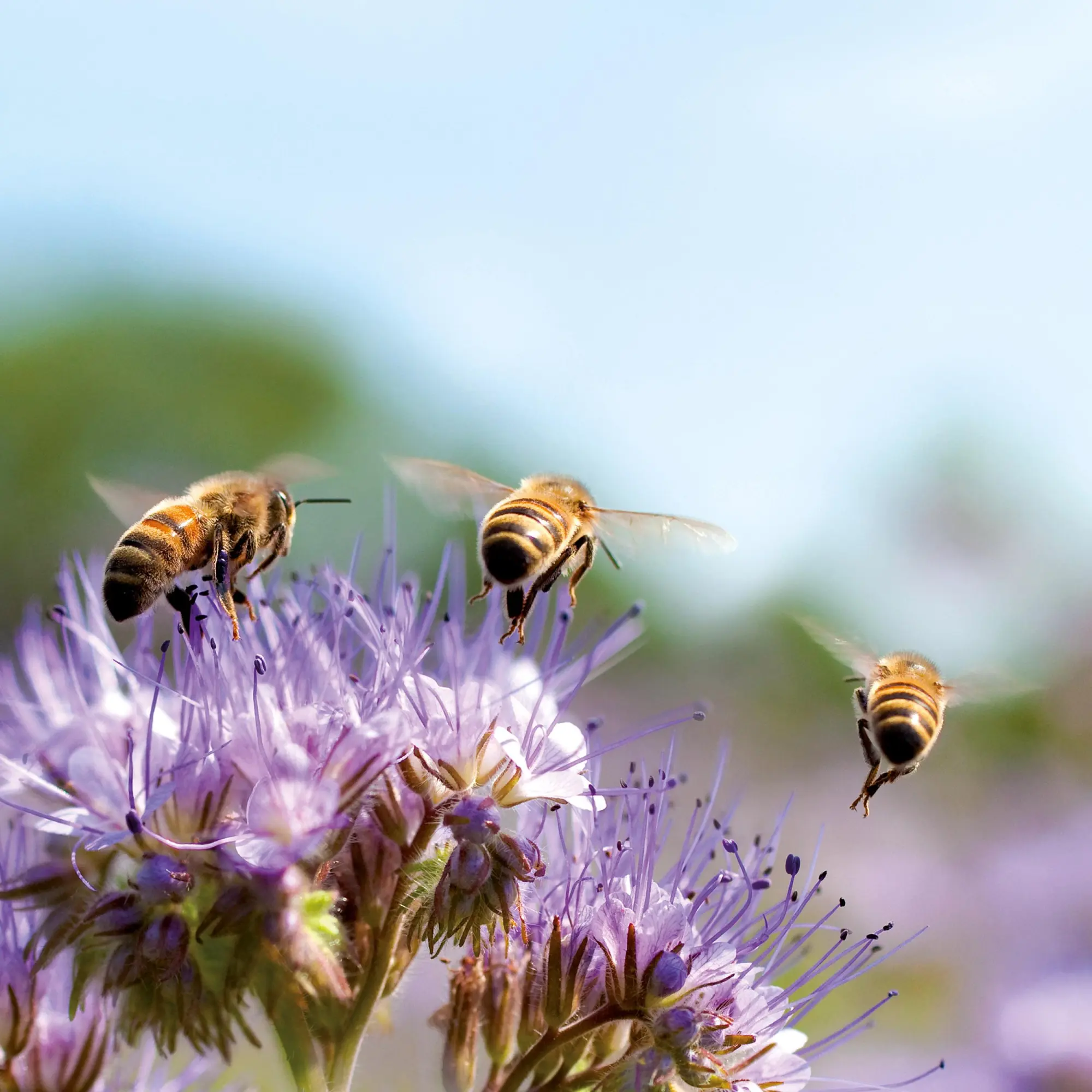 Bild: 9783959296038 | Bienen 2026 | Kalender 2026 | Kalender | Artwork Edition | 28 S.