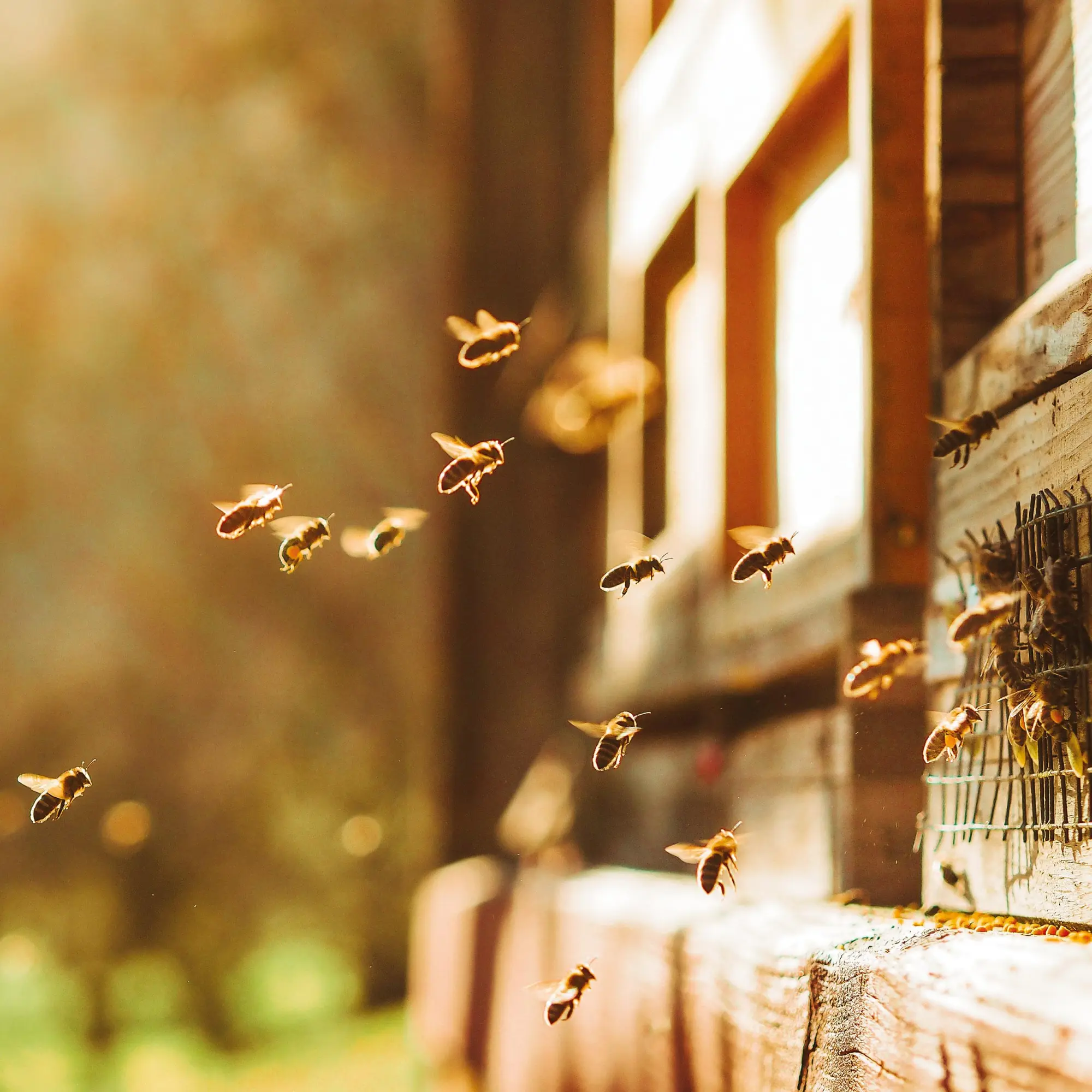 Bild: 9783959296038 | Bienen 2026 | Kalender 2026 | Kalender | Artwork Edition | 28 S.