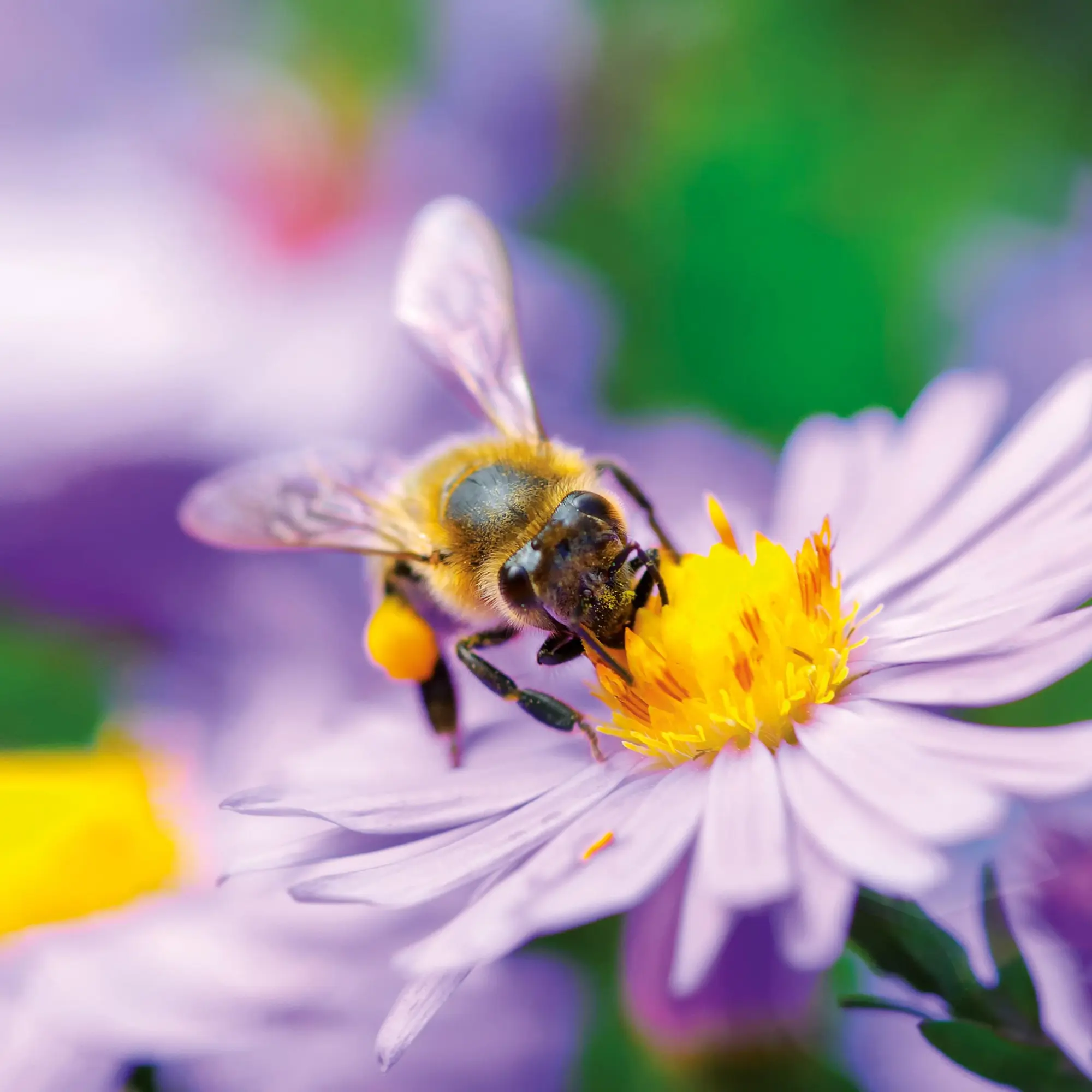 Bild: 9783959296038 | Bienen 2026 | Kalender 2026 | Kalender | Artwork Edition | 28 S.