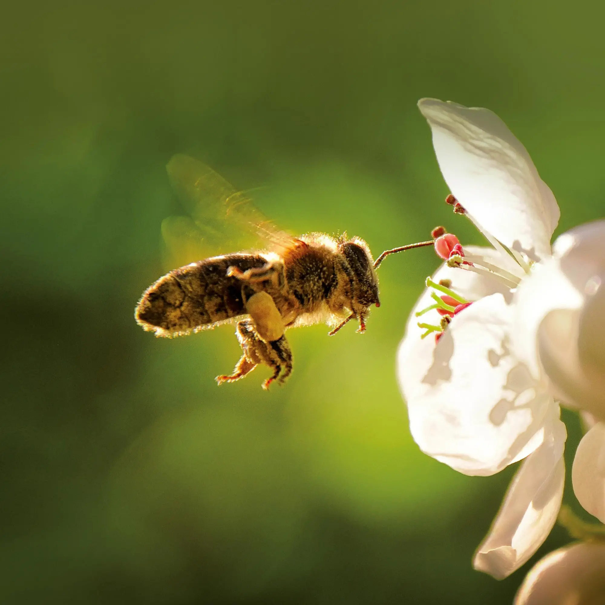 Bild: 9783959296038 | Bienen 2026 | Kalender 2026 | Kalender | Artwork Edition | 28 S.