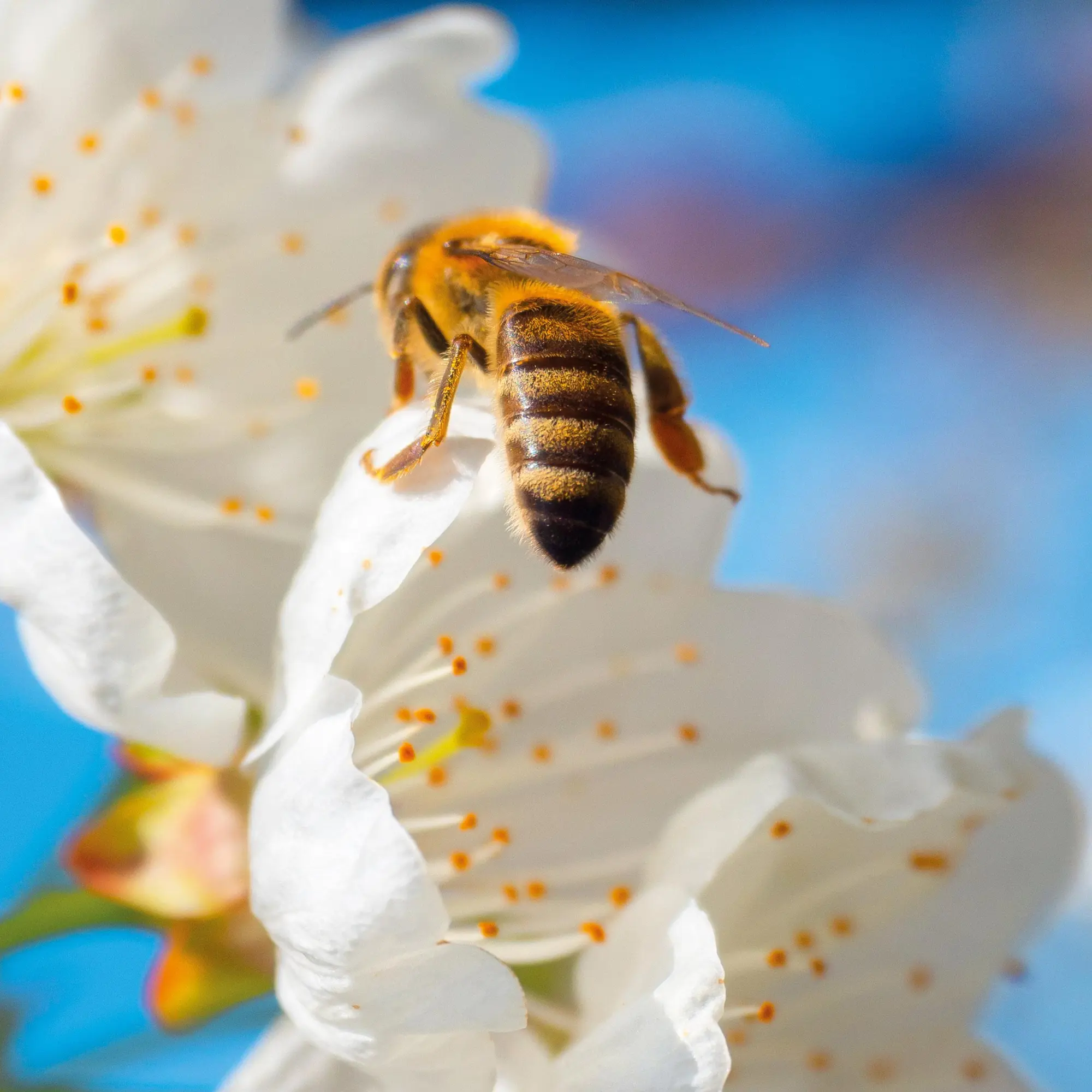 Bild: 9783959296038 | Bienen 2026 | Kalender 2026 | Kalender | Artwork Edition | 28 S.