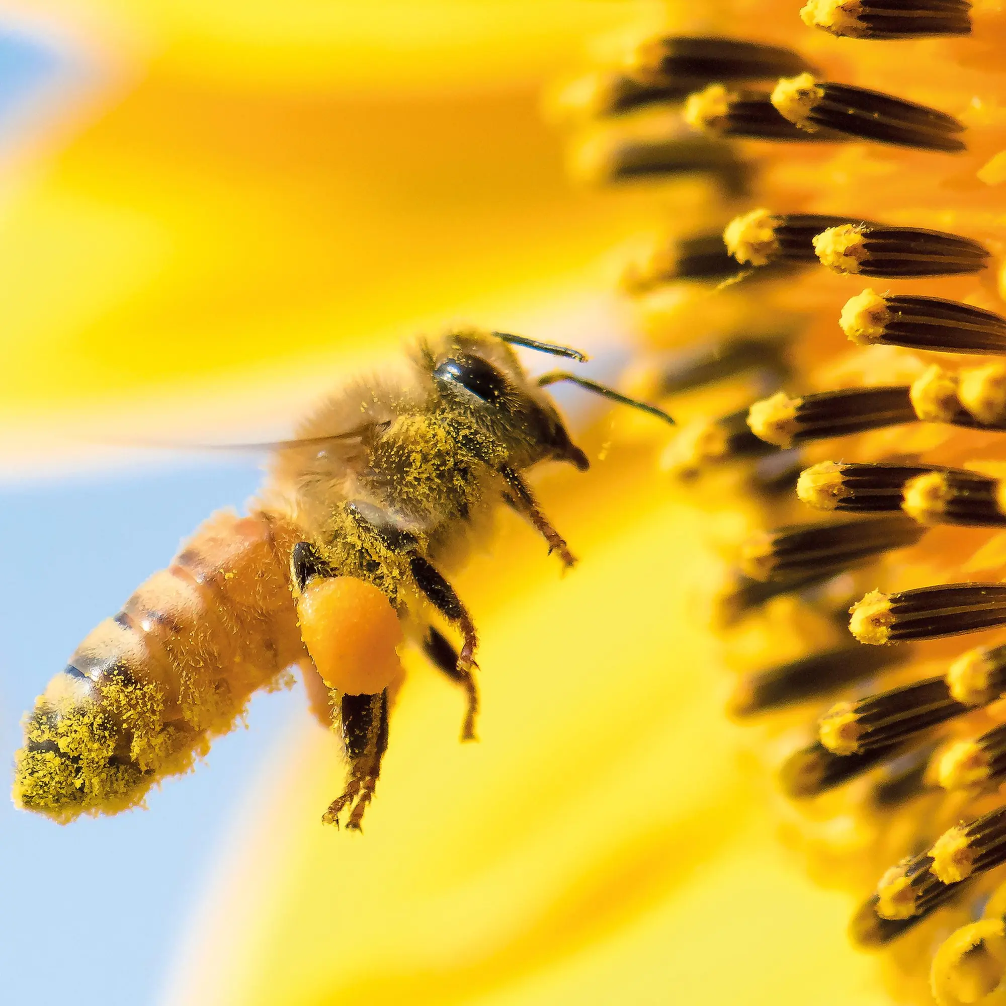 Bild: 9783959296038 | Bienen 2026 | Kalender 2026 | Kalender | Artwork Edition | 28 S.