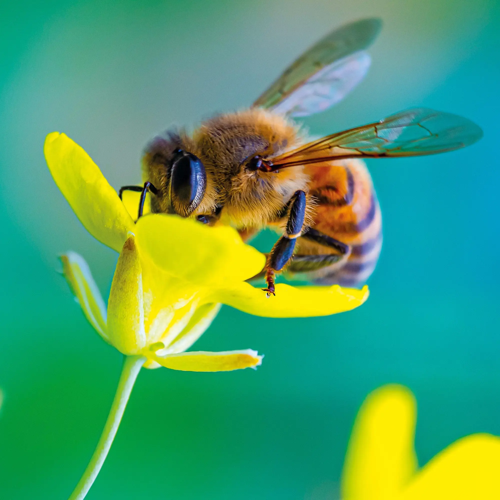 Bild: 9783959296038 | Bienen 2026 | Kalender 2026 | Kalender | Artwork Edition | 28 S.