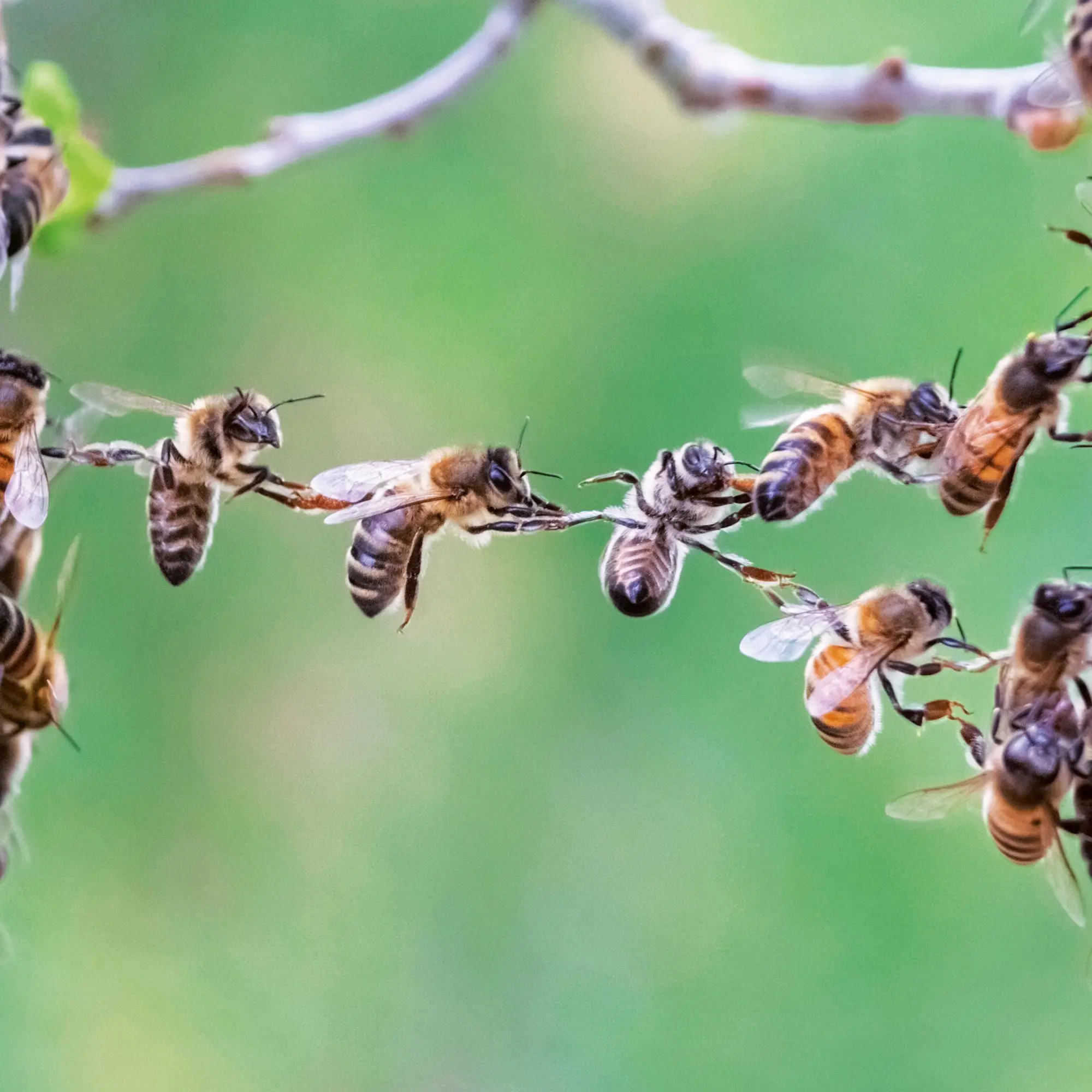Bild: 9783959296038 | Bienen 2026 | Kalender 2026 | Kalender | Artwork Edition | 28 S.