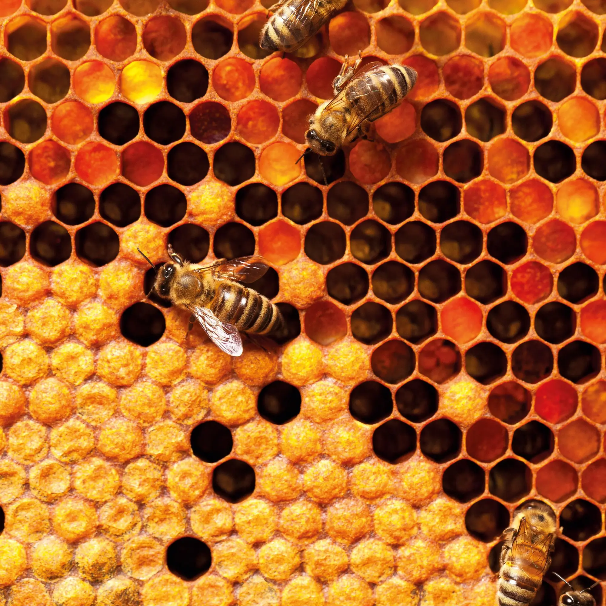 Bild: 9783959296038 | Bienen 2026 | Kalender 2026 | Kalender | Artwork Edition | 28 S.