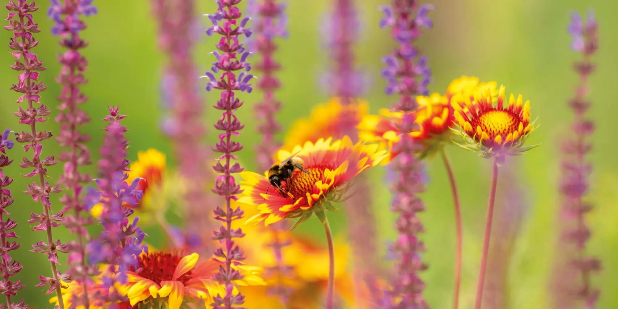 Bild: 9783959296038 | Bienen 2026 | Kalender 2026 | Kalender | Artwork Edition | 28 S.