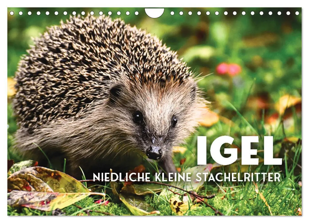 Cover: 9783457566138 | Igel - Niedliche kleine Stachelritter (Wandkalender 2026 DIN A4...