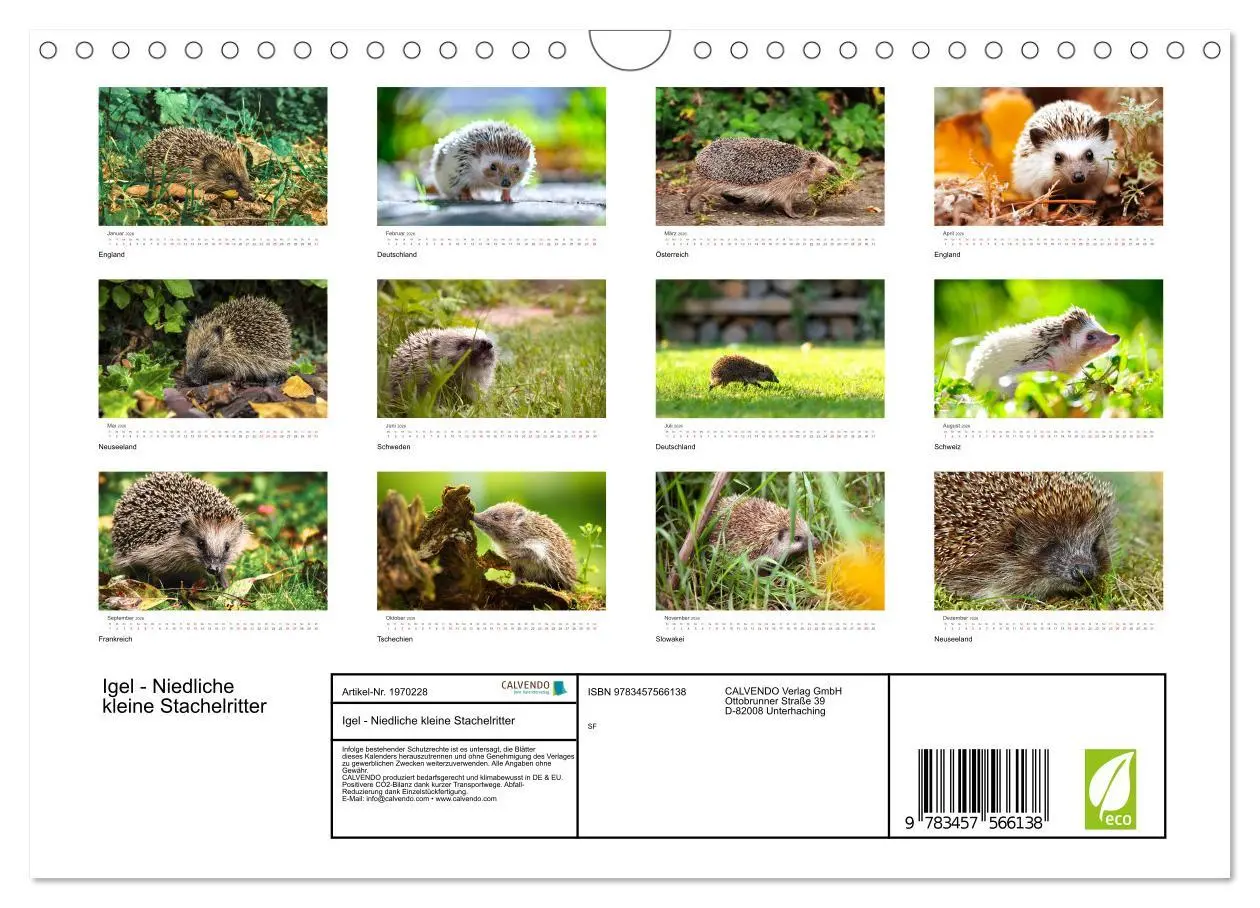 Bild: 9783457566138 | Igel - Niedliche kleine Stachelritter (Wandkalender 2026 DIN A4...