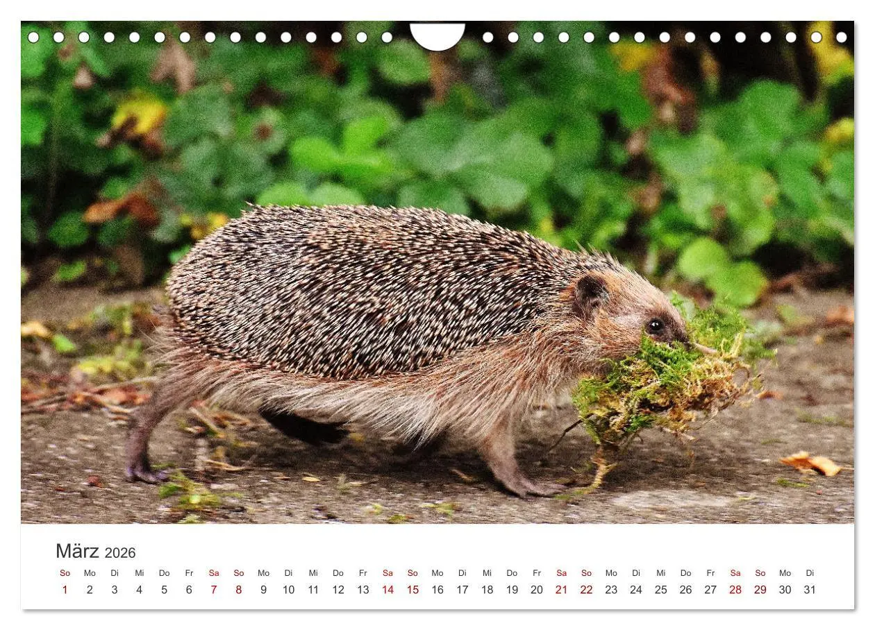 Bild: 9783457566138 | Igel - Niedliche kleine Stachelritter (Wandkalender 2026 DIN A4...