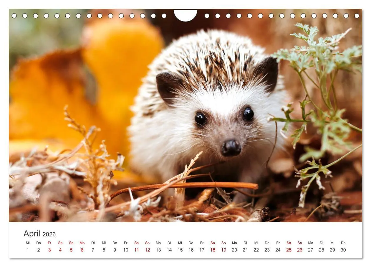 Bild: 9783457566138 | Igel - Niedliche kleine Stachelritter (Wandkalender 2026 DIN A4...