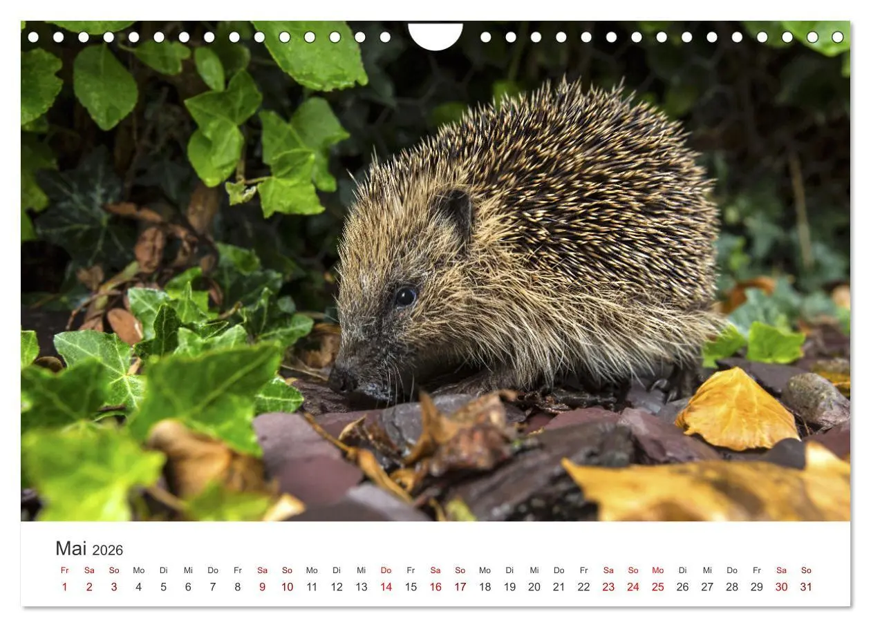Bild: 9783457566138 | Igel - Niedliche kleine Stachelritter (Wandkalender 2026 DIN A4...