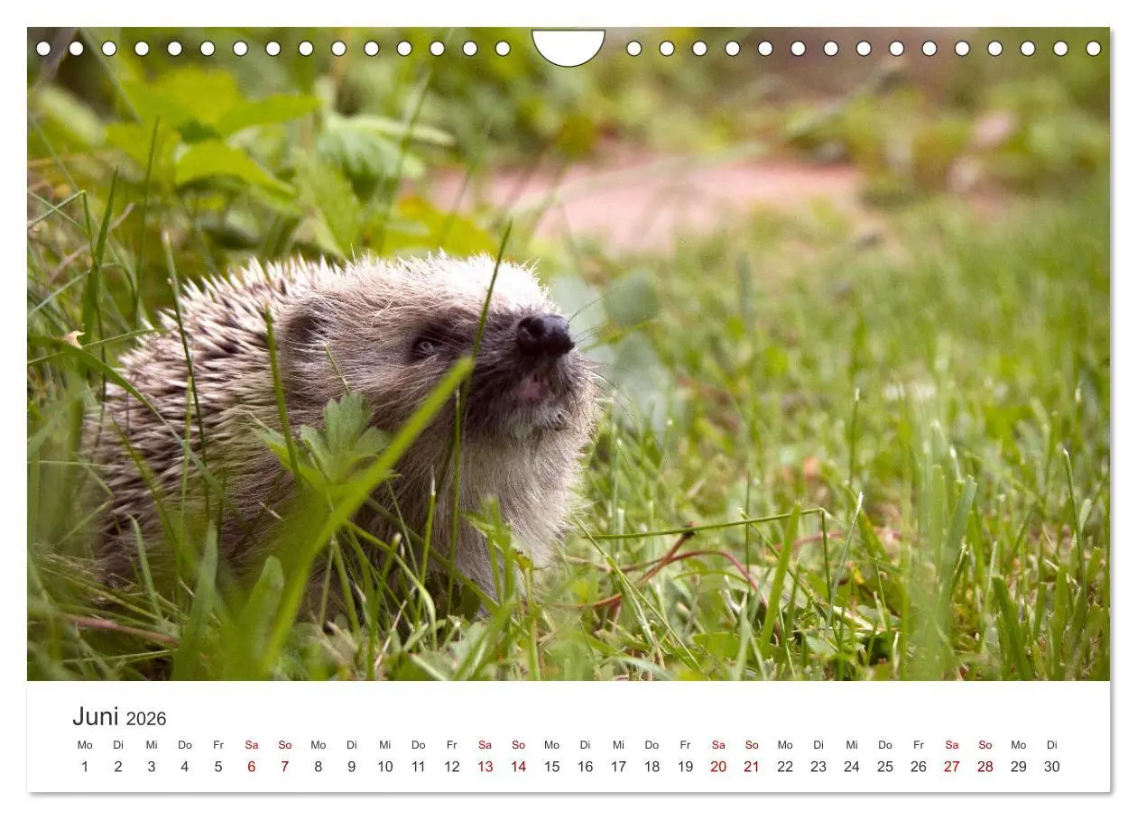 Bild: 9783457566138 | Igel - Niedliche kleine Stachelritter (Wandkalender 2026 DIN A4...
