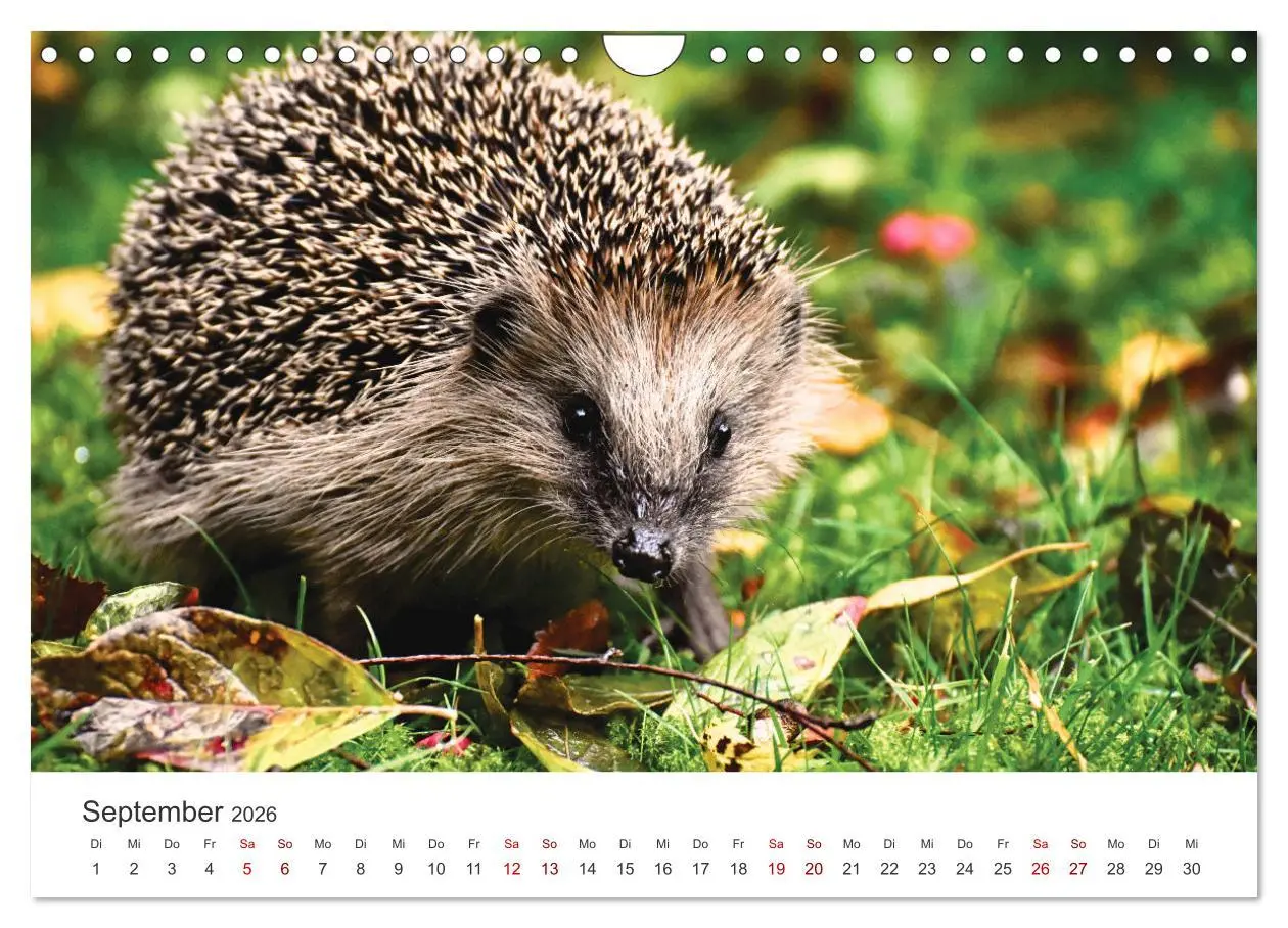Bild: 9783457566138 | Igel - Niedliche kleine Stachelritter (Wandkalender 2026 DIN A4...