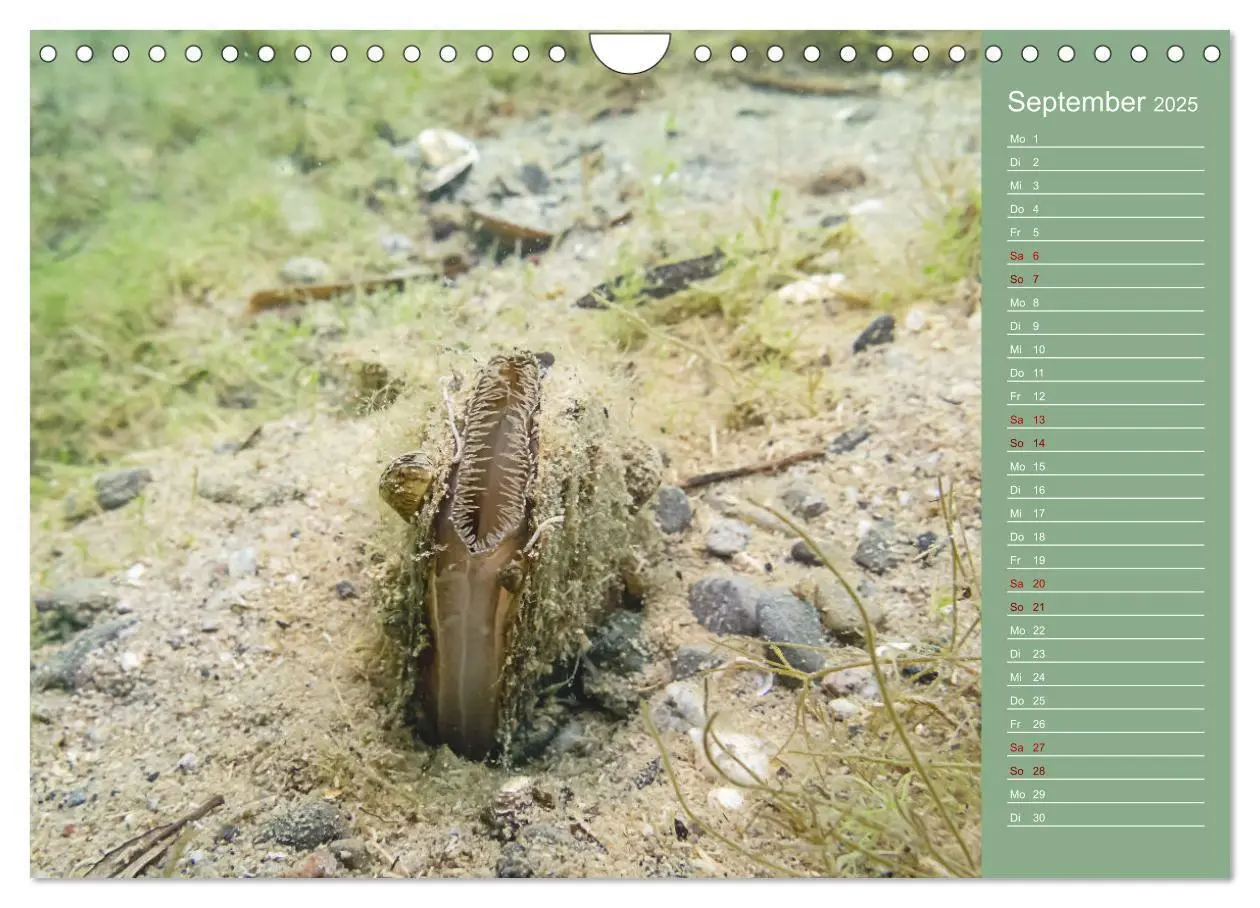 Bild: 9783435086238 | Baggersee -hautah (Wandkalender 2025 DIN A4 quer), CALVENDO...