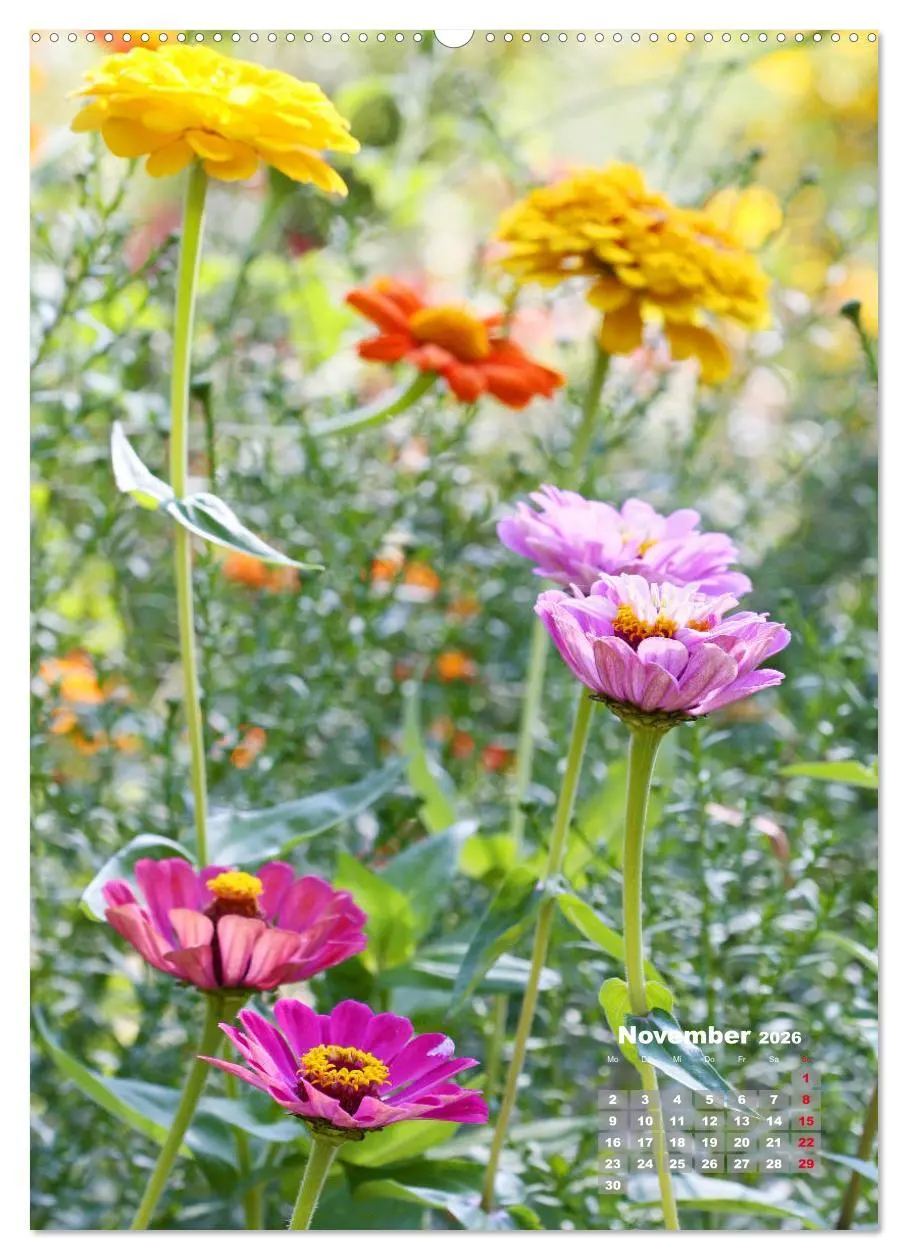 Bild: 9783516406238 | Zinnien im Garten (Wandkalender 2026 DIN A2 hoch), CALVENDO...