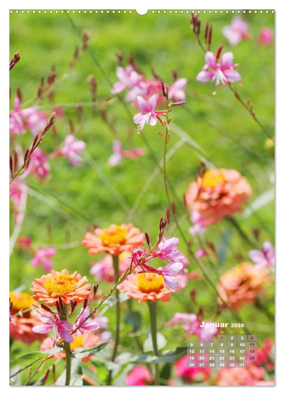 Bild: 9783516406238 | Zinnien im Garten (Wandkalender 2026 DIN A2 hoch), CALVENDO...