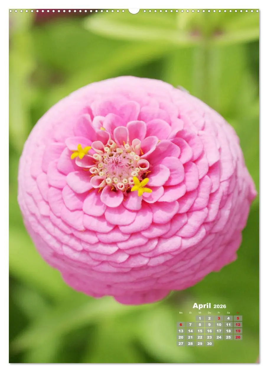 Bild: 9783516406238 | Zinnien im Garten (Wandkalender 2026 DIN A2 hoch), CALVENDO...