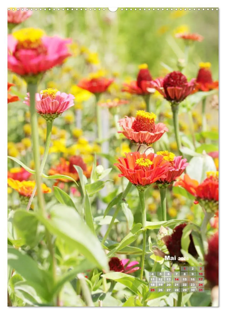 Bild: 9783516406238 | Zinnien im Garten (Wandkalender 2026 DIN A2 hoch), CALVENDO...