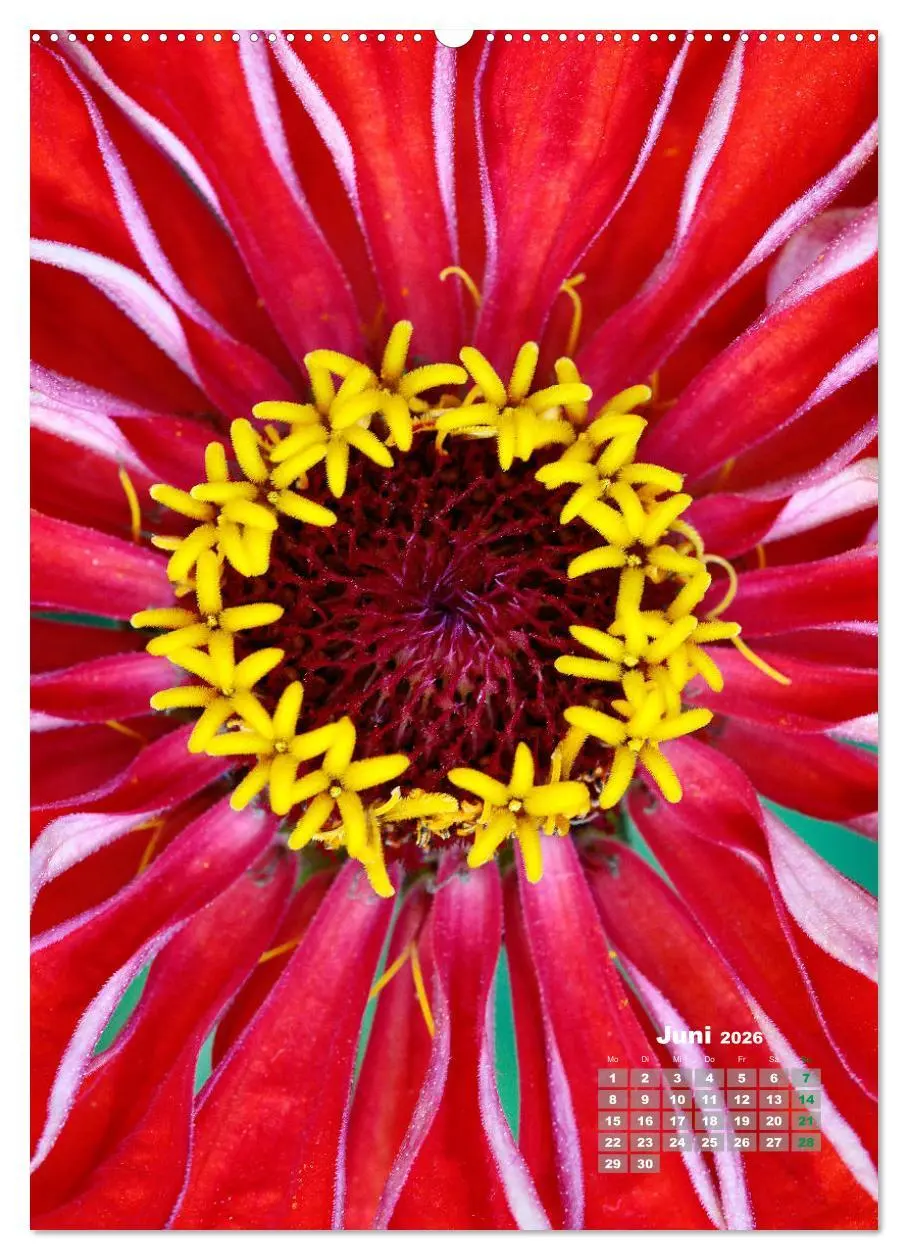 Bild: 9783516406238 | Zinnien im Garten (Wandkalender 2026 DIN A2 hoch), CALVENDO...